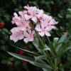 Oleander (Nerium oleander) - Image 2