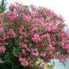 Oleander (Nerium oleander) - Image 3