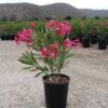 Oleander (Nerium oleander)