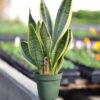 snake plant, houseplant, mother in law's tongue, growing, spring, green, nature, garden, greenhouse, leaf, gardening, snake plant, snake plant, snake plant, snake plant, snake plant