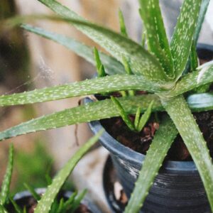 Vibrant aloe vera plant in a pot, perfect for herbal and plant care themes.