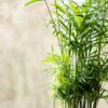 Bright green indoor palm plant with sunlight exposure near a window, creating a natural and serene environment.