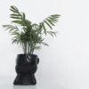 Contemporary black pot with green palm plant on white background, perfect for modern interior decor.