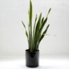 Elegant green snake plant in a sleek black pot against a white background.