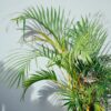 Elegant potted palm basking in indoor light, ideal for home decor inspiration.