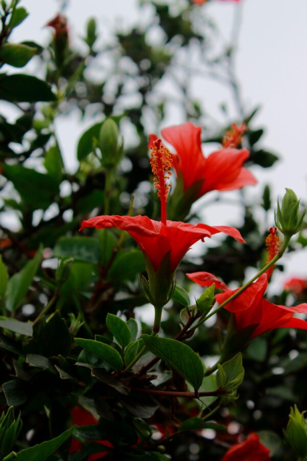 Stunning red hibiscus flowers in full bloom against a backdrop of lush green leaves, captured in San Miguel, Peru.