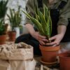 Close-up of a person potting a snake plant indoors, focusing on home gardening.