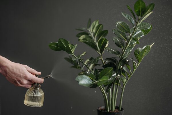 A hand using a spray bottle to mist a lush green plant indoors against a gray background.