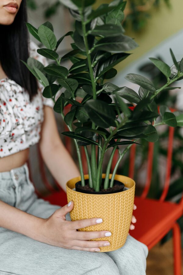 A woman holds a thriving green plant in a yellow pot, sitting on a red chair indoors.